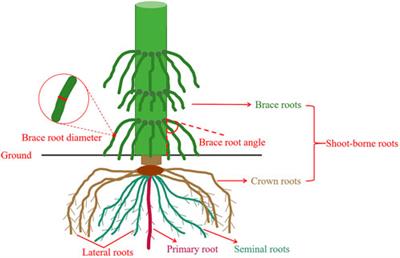 Genome-wide association study reveals the genetic basis of brace root angle and diameter in maize